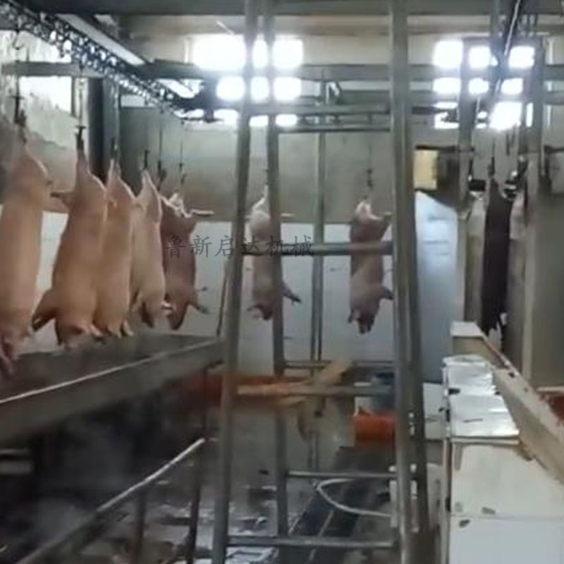 毛豬活掛機 毛豬活掛機